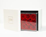 Preserved Red Roses in Clear Display Box, , hi-res