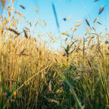 Fielden Rye Whisky, , hi-res
