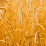 Fielden Harvest 2019 Rye Whisky, , hi-res